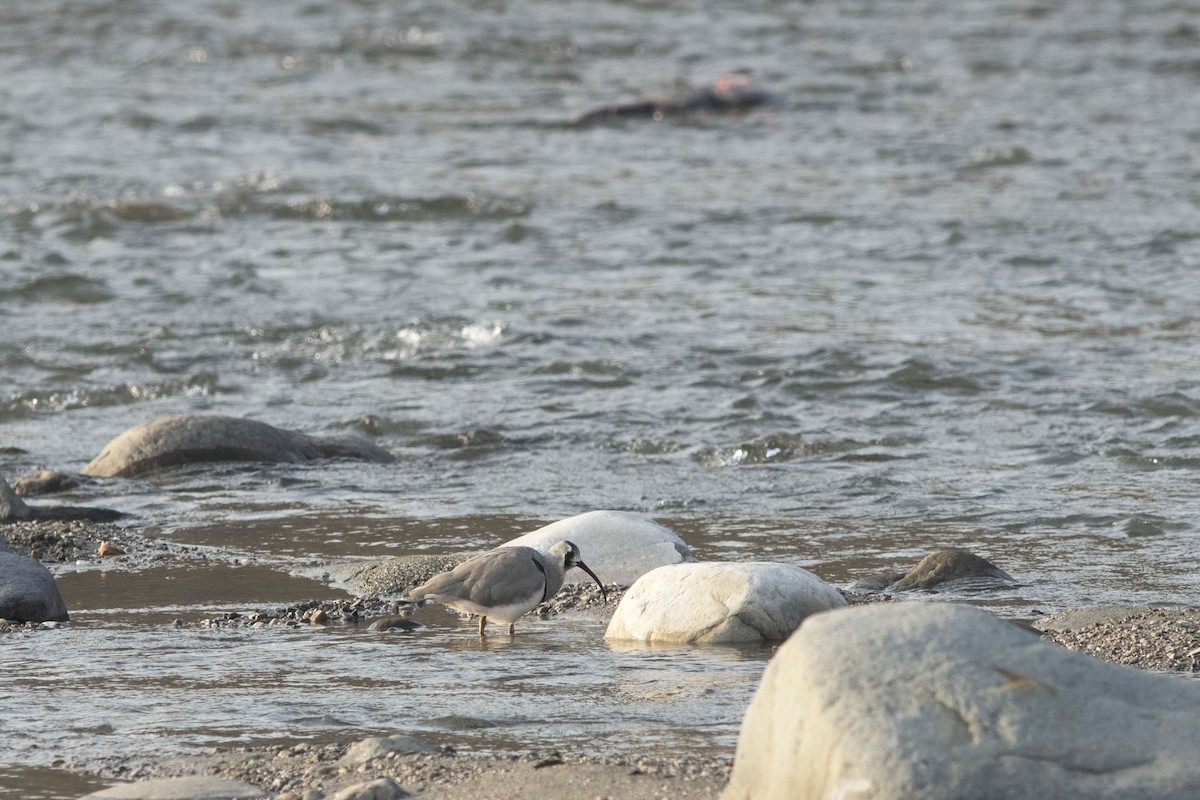 Ibisbill - ML410670211