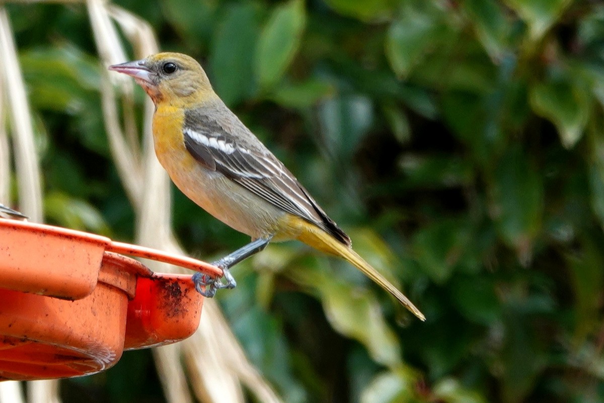 Baltimore Oriole - ML410670341