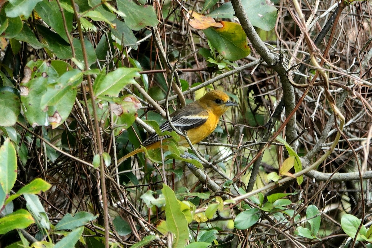 Baltimore Oriole - ML410672721