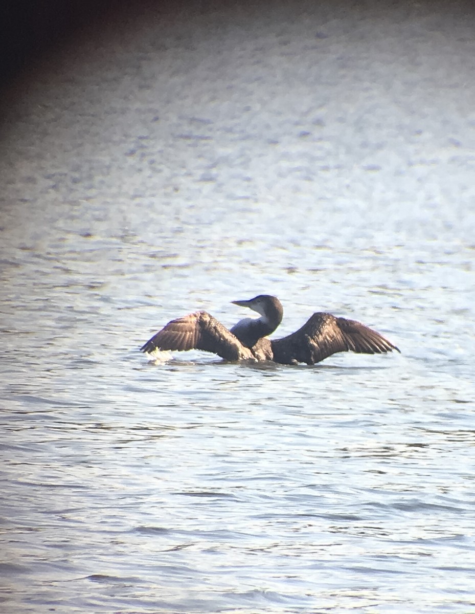 Common Loon - ML41067391