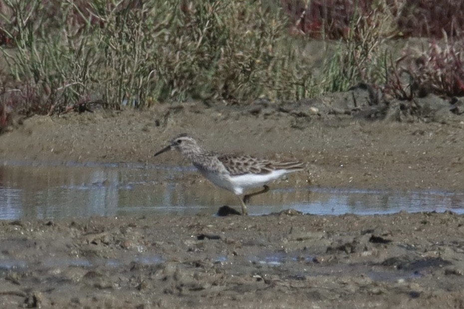 Long-toed Stint - ML410674201