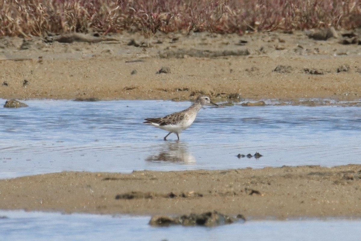 Langzehen-Strandläufer - ML410674211