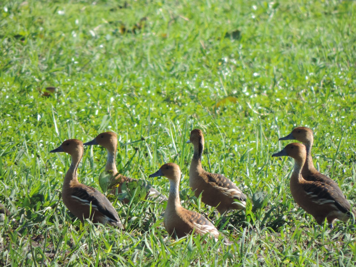 Fulvous Whistling-Duck - ML410674221