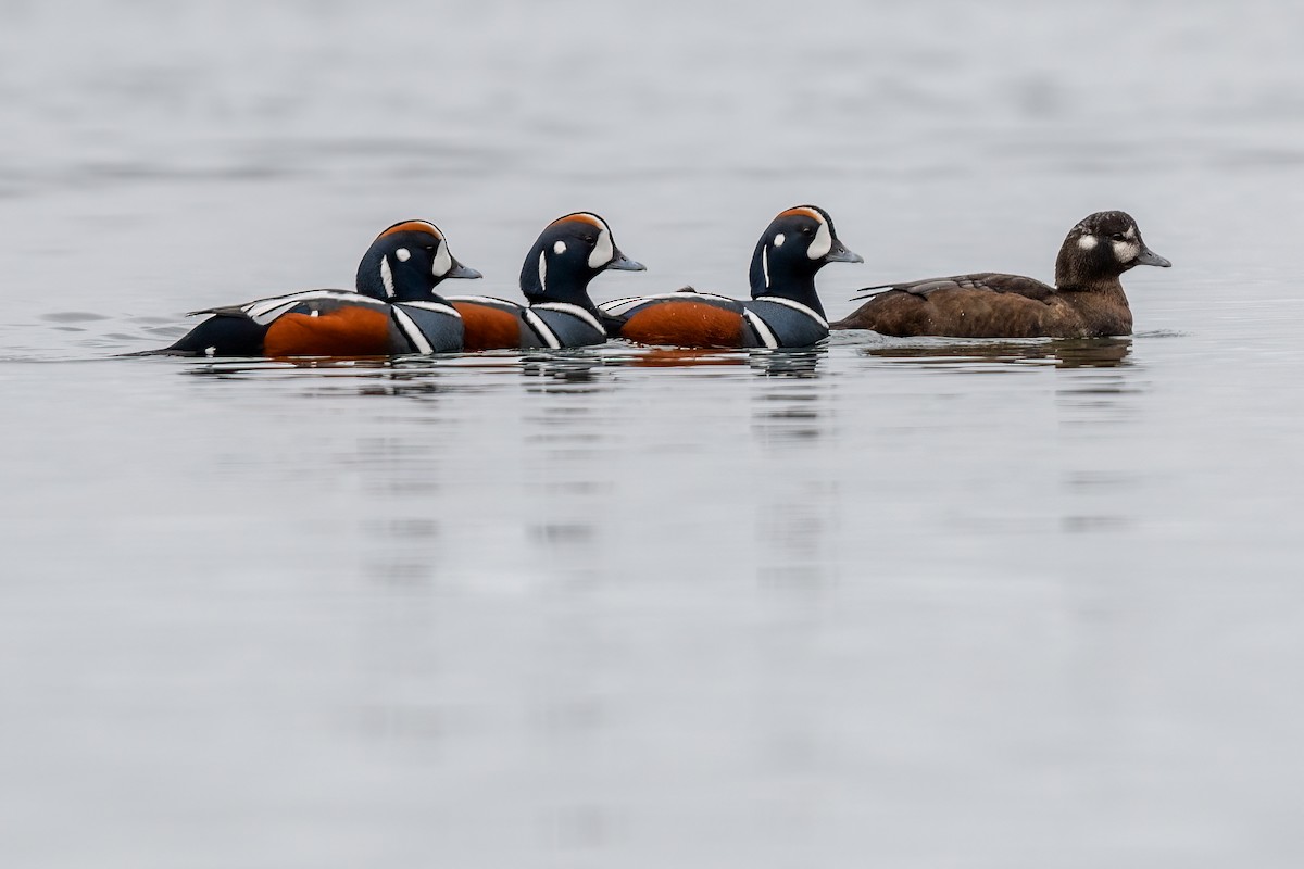 Harlequin Duck - Nicole Steger