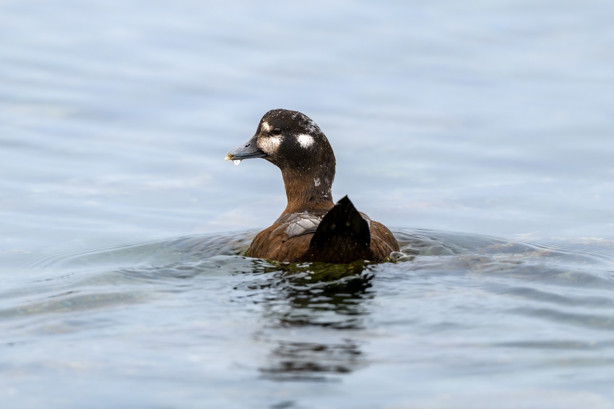 Harlequin Duck - ML410674291