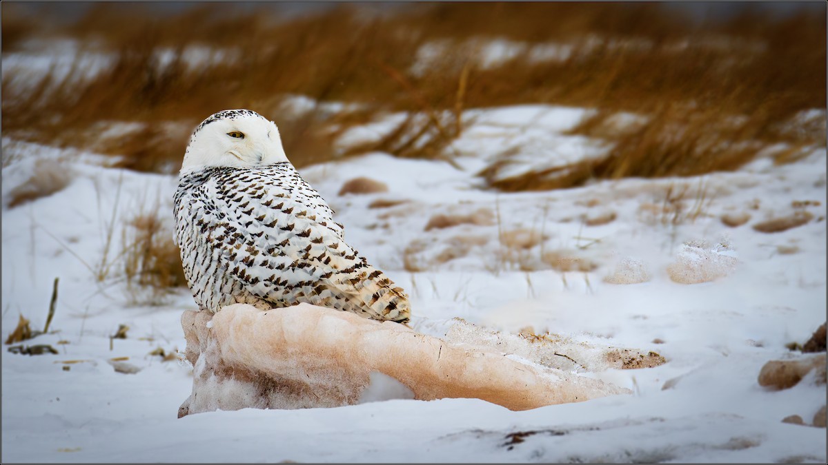 Snowy Owl - ML410676821