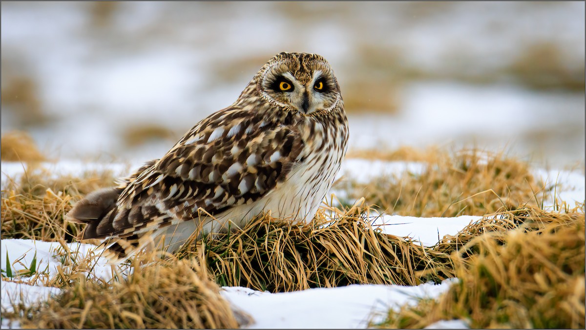 Short-eared Owl - ML410676871