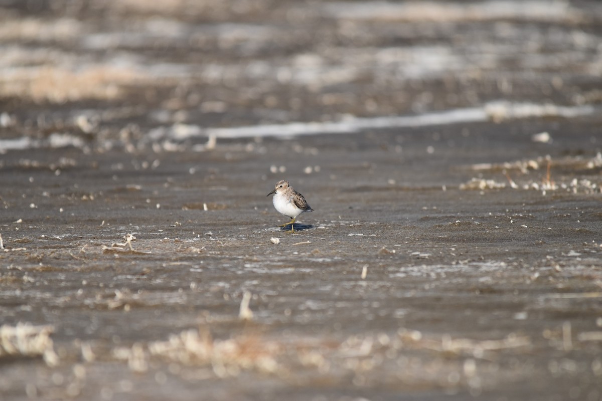 Least Sandpiper - ML410676961