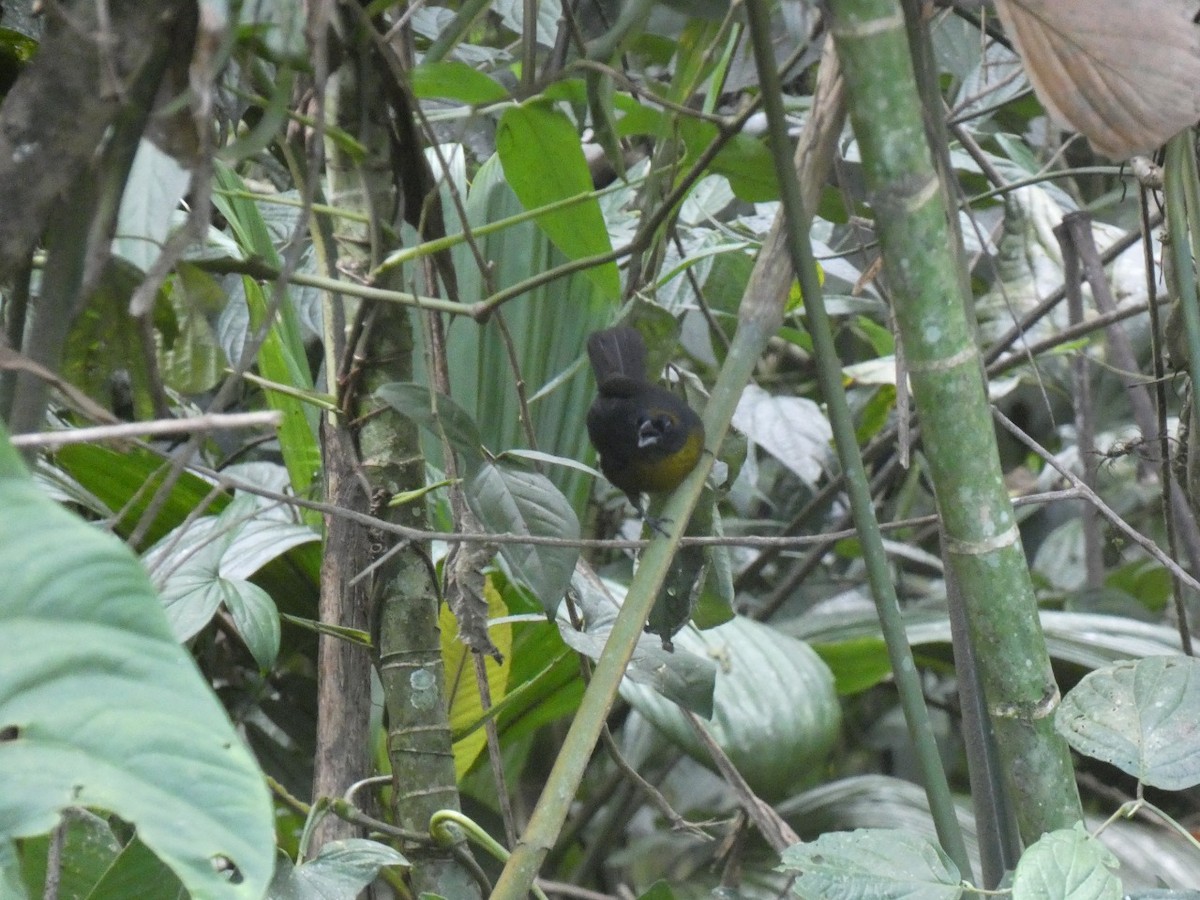 Dusky-faced Tanager - Jefferson Chacon Retana