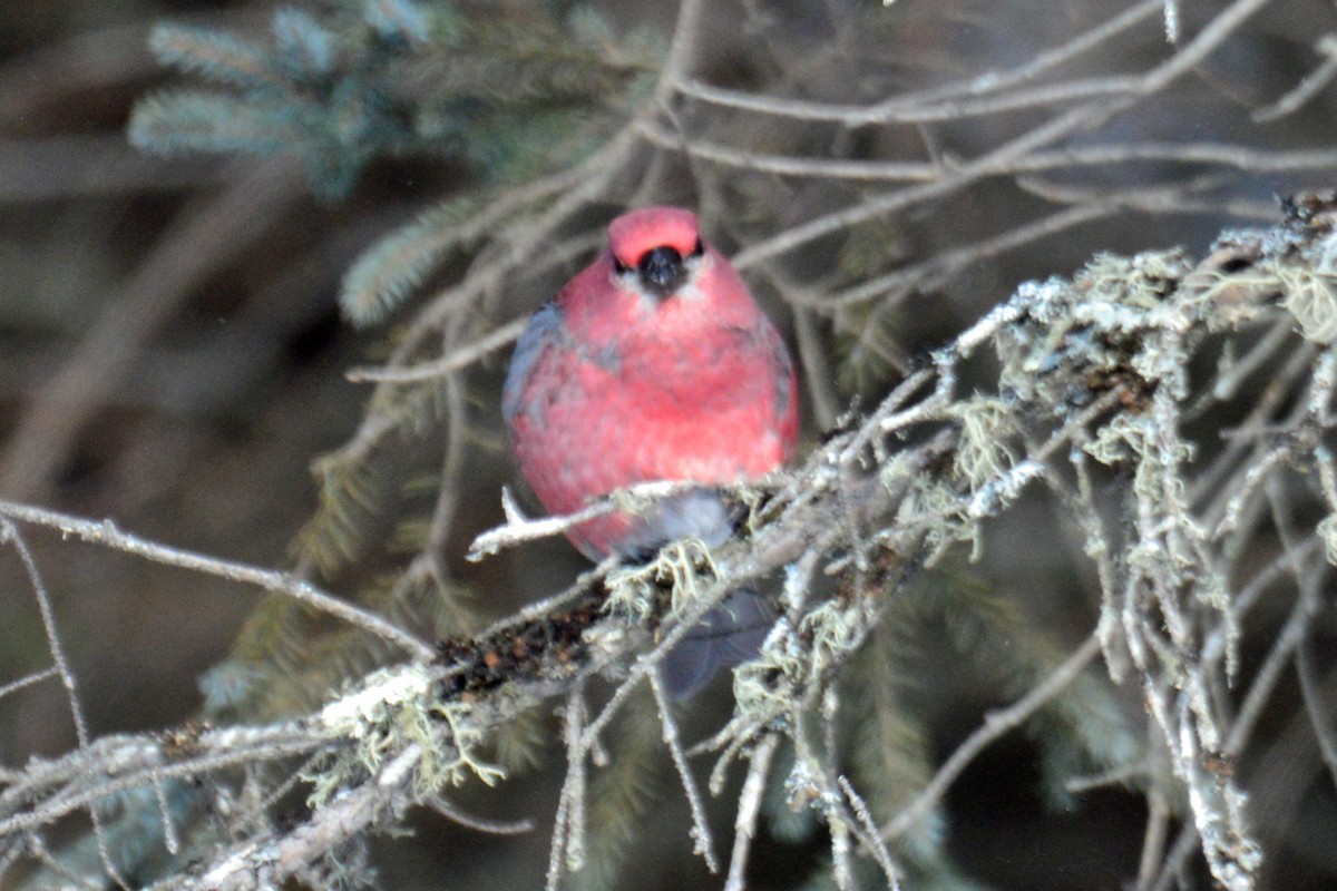 Pine Grosbeak - ML410678411