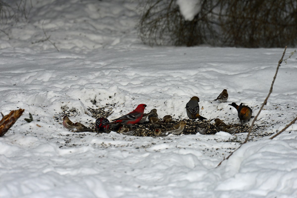 Redpoll (Common) - ML410678501