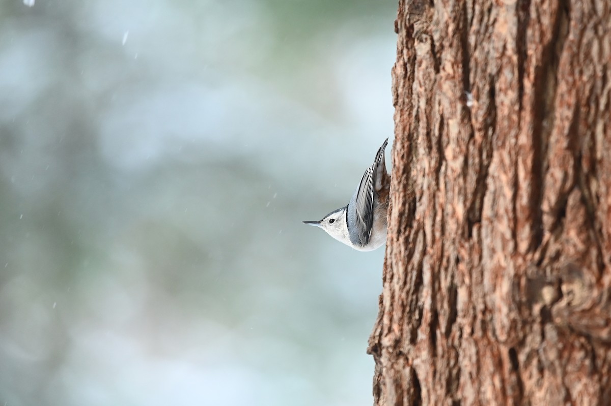 White-breasted Nuthatch - ML410679451