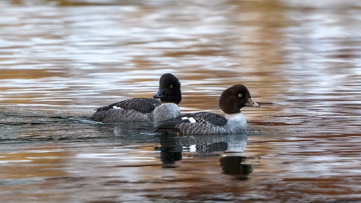 Barrow's Goldeneye - Nicole Steger