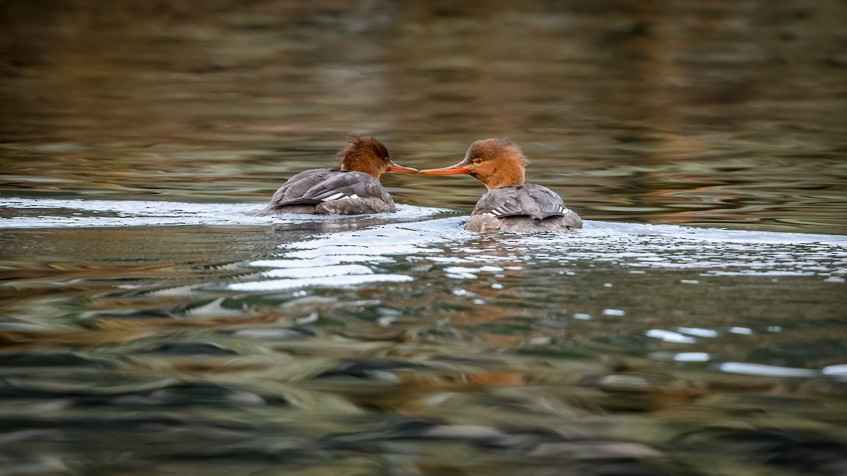 Red-breasted Merganser - Nicole Steger