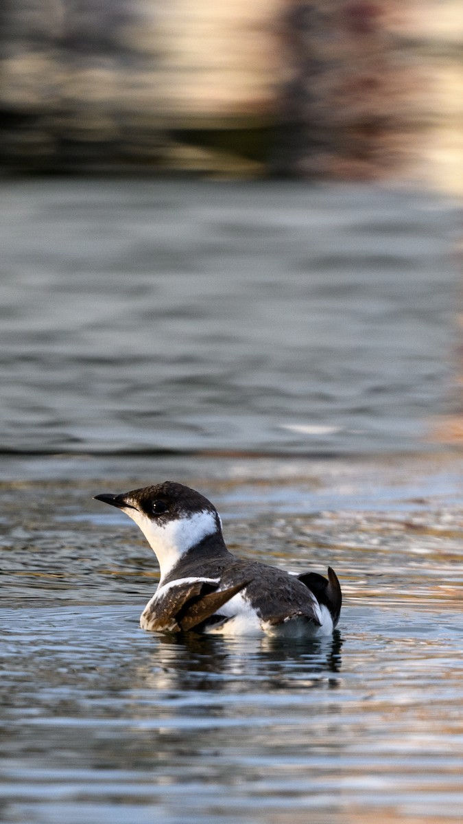 Guillemot marbré - ML410680231