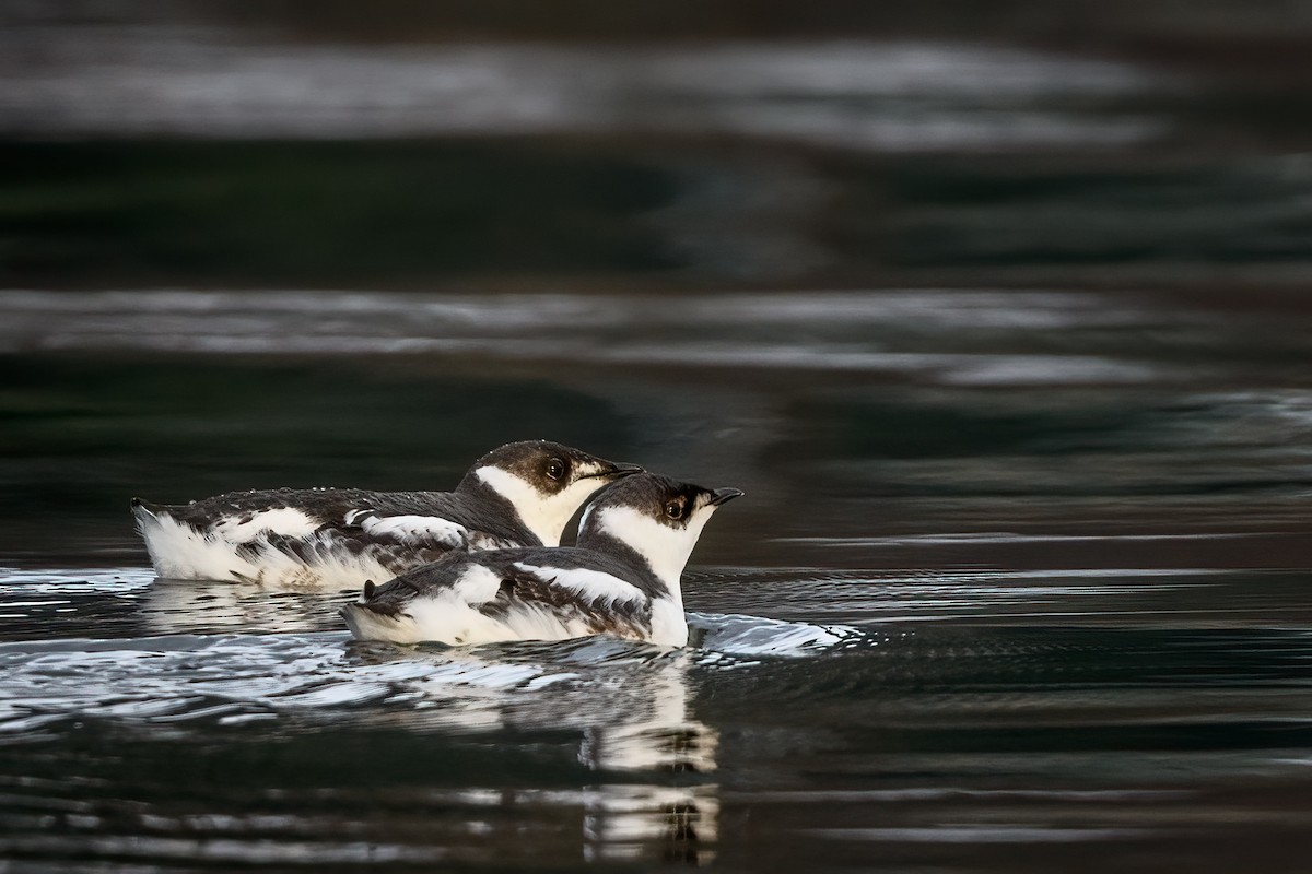 Marbled Murrelet - Nicole Steger