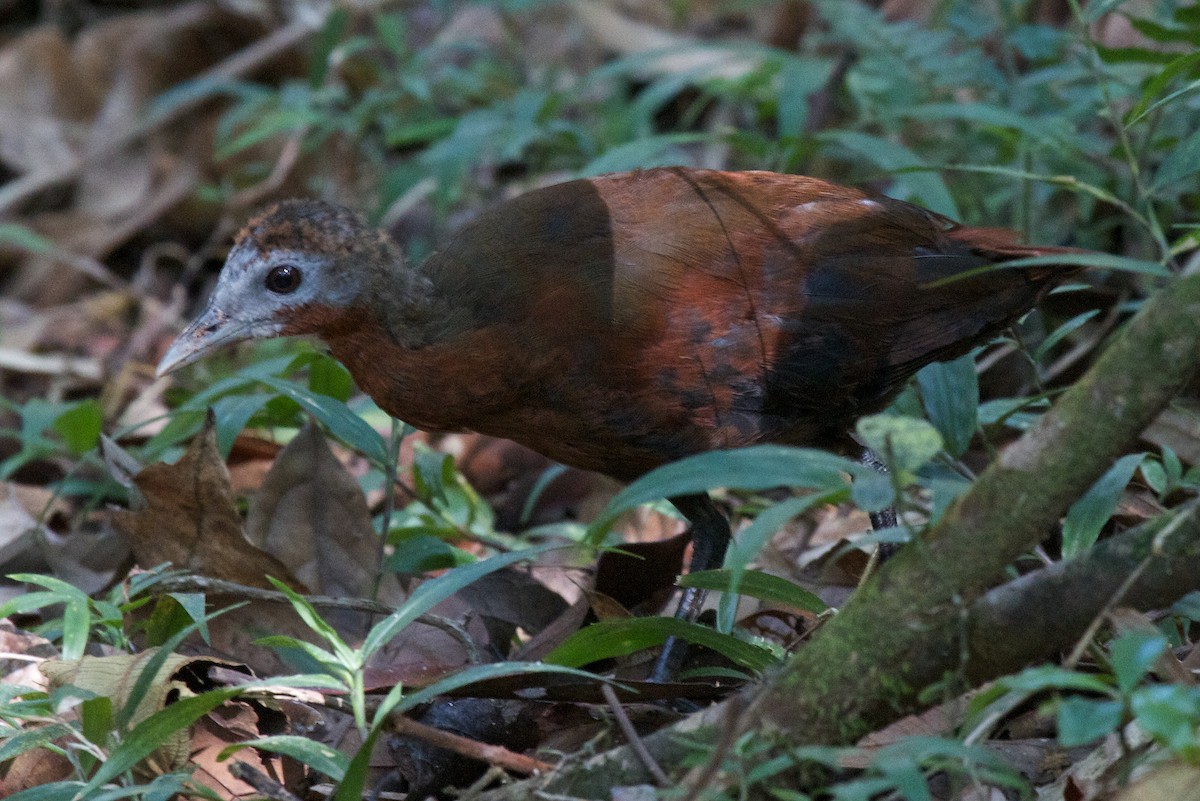 Madagascar Forest Rail - Robert Tizard