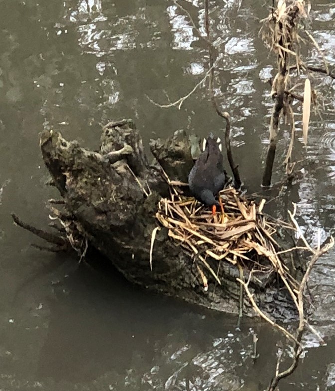 Dusky Moorhen - ML410680371