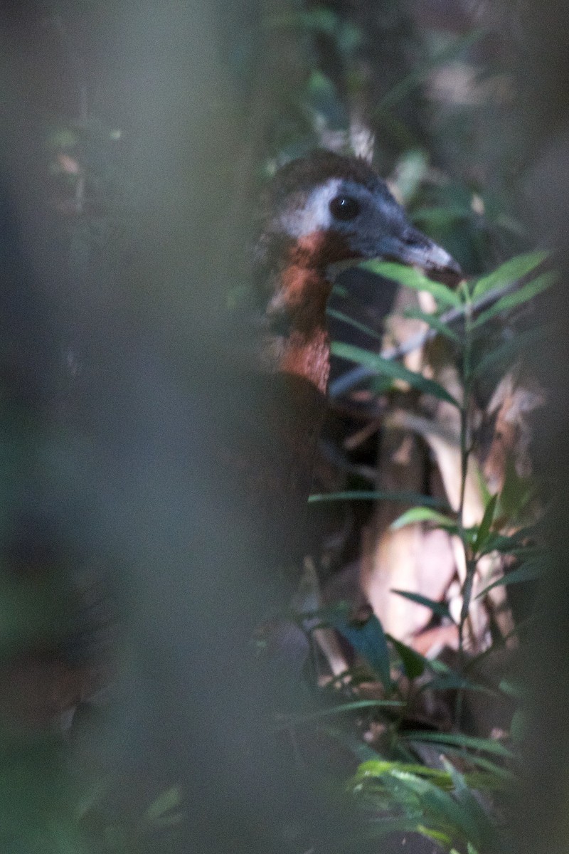 Madagascar Forest Rail - Robert Tizard