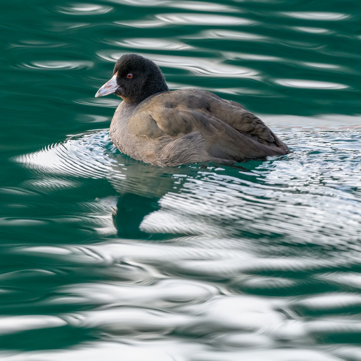 American Coot - ML410680791