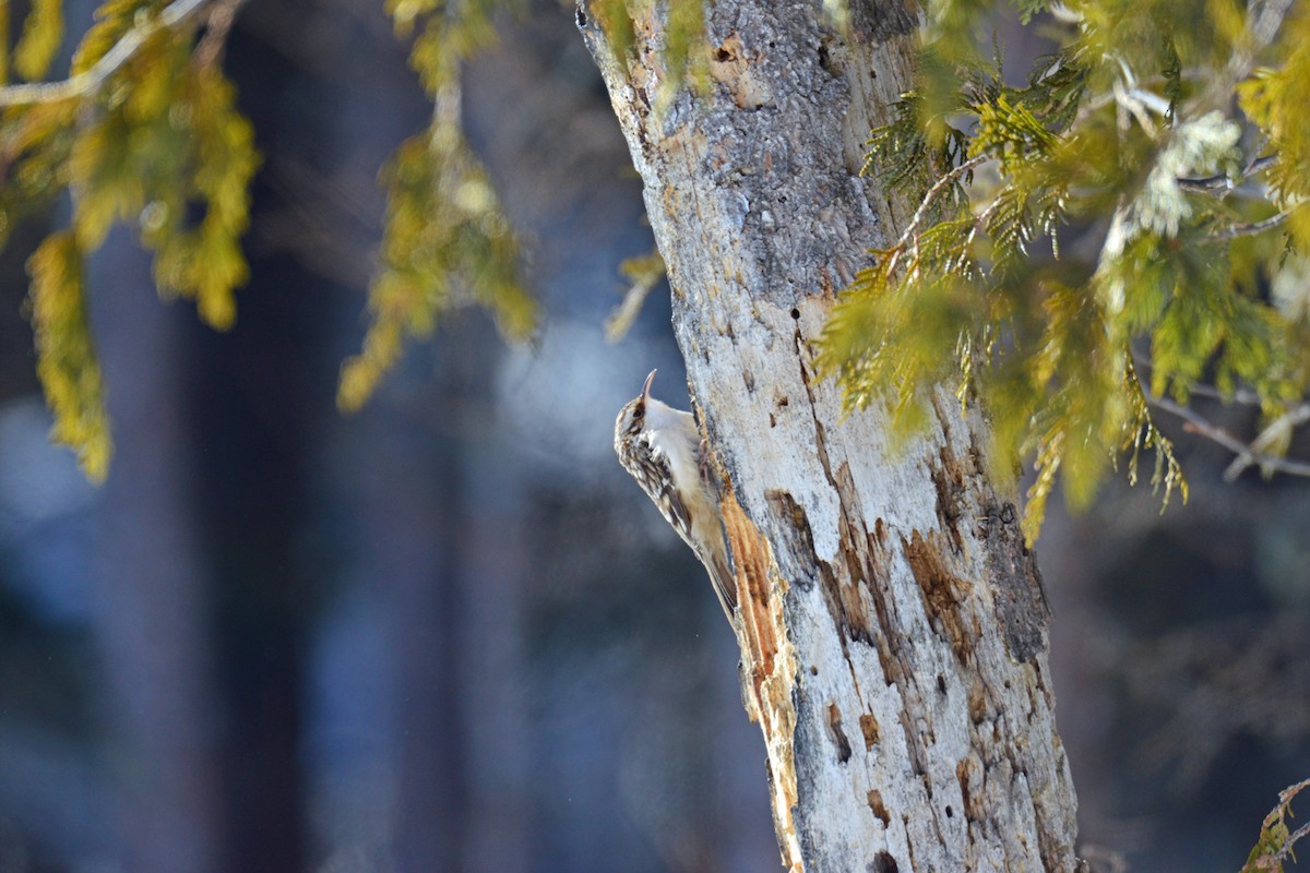 Brown Creeper - ML410682291
