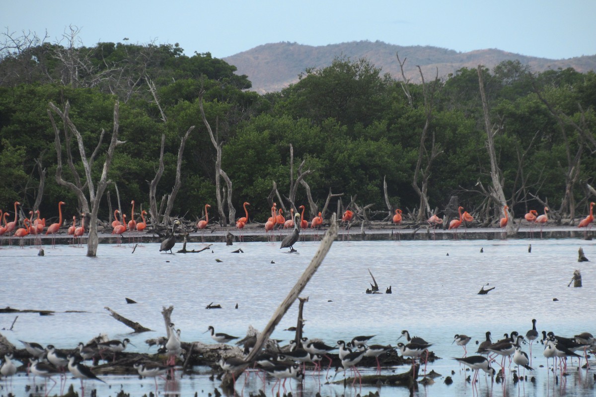 American Flamingo - ML410682601