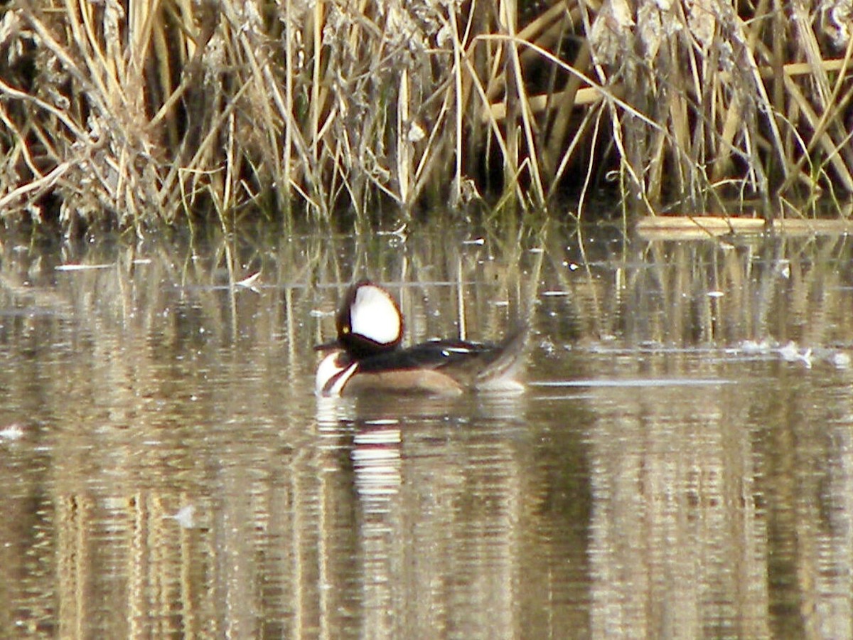 Hooded Merganser - ML410685991