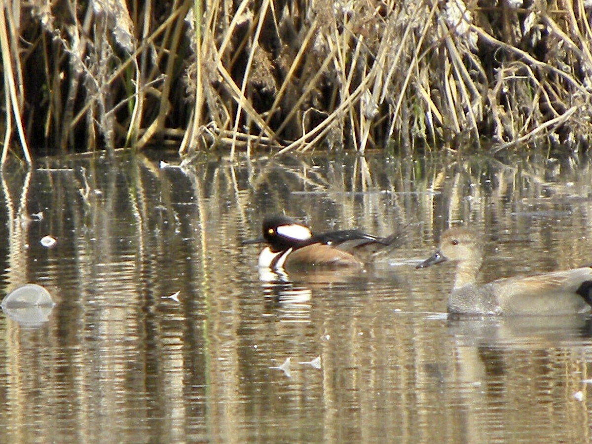 Hooded Merganser - ML410686051