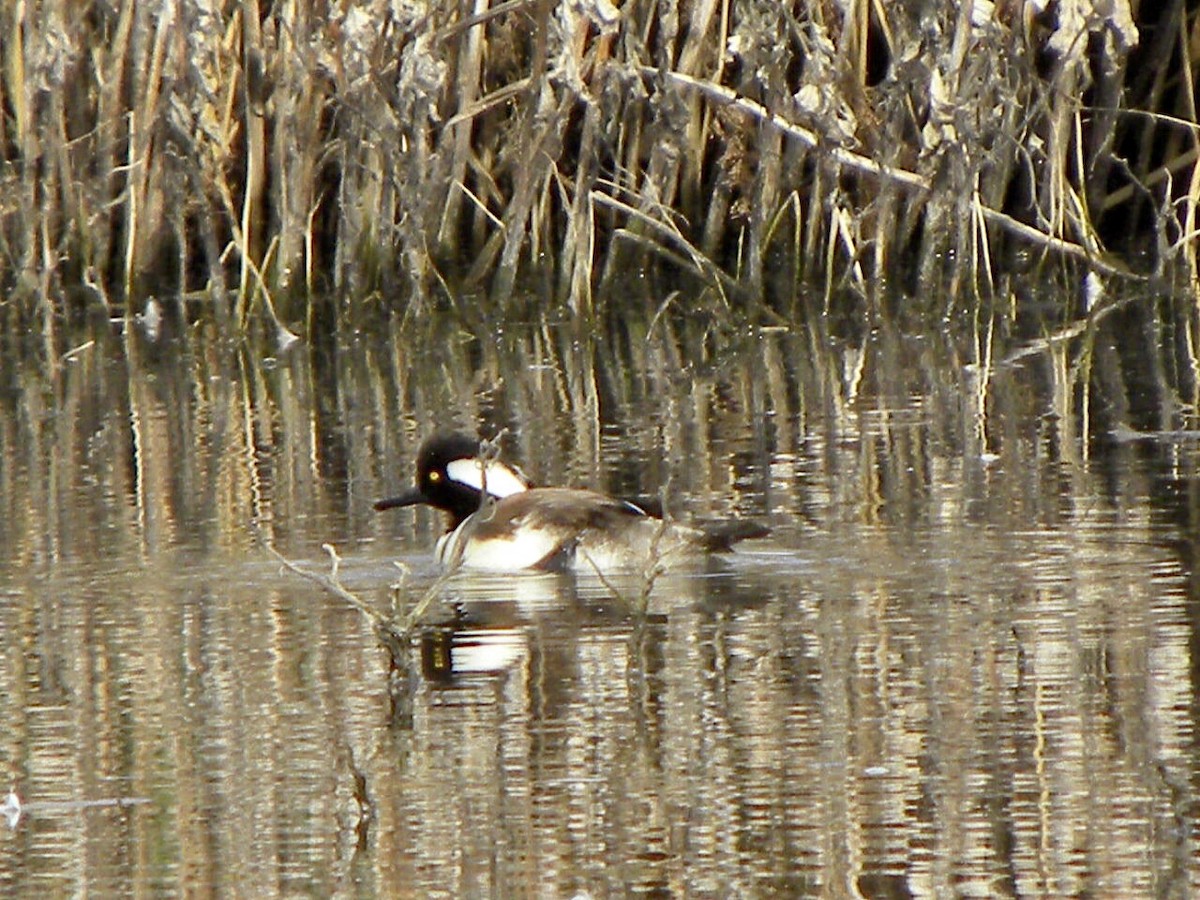 Hooded Merganser - Rafael Paredes Montesinos