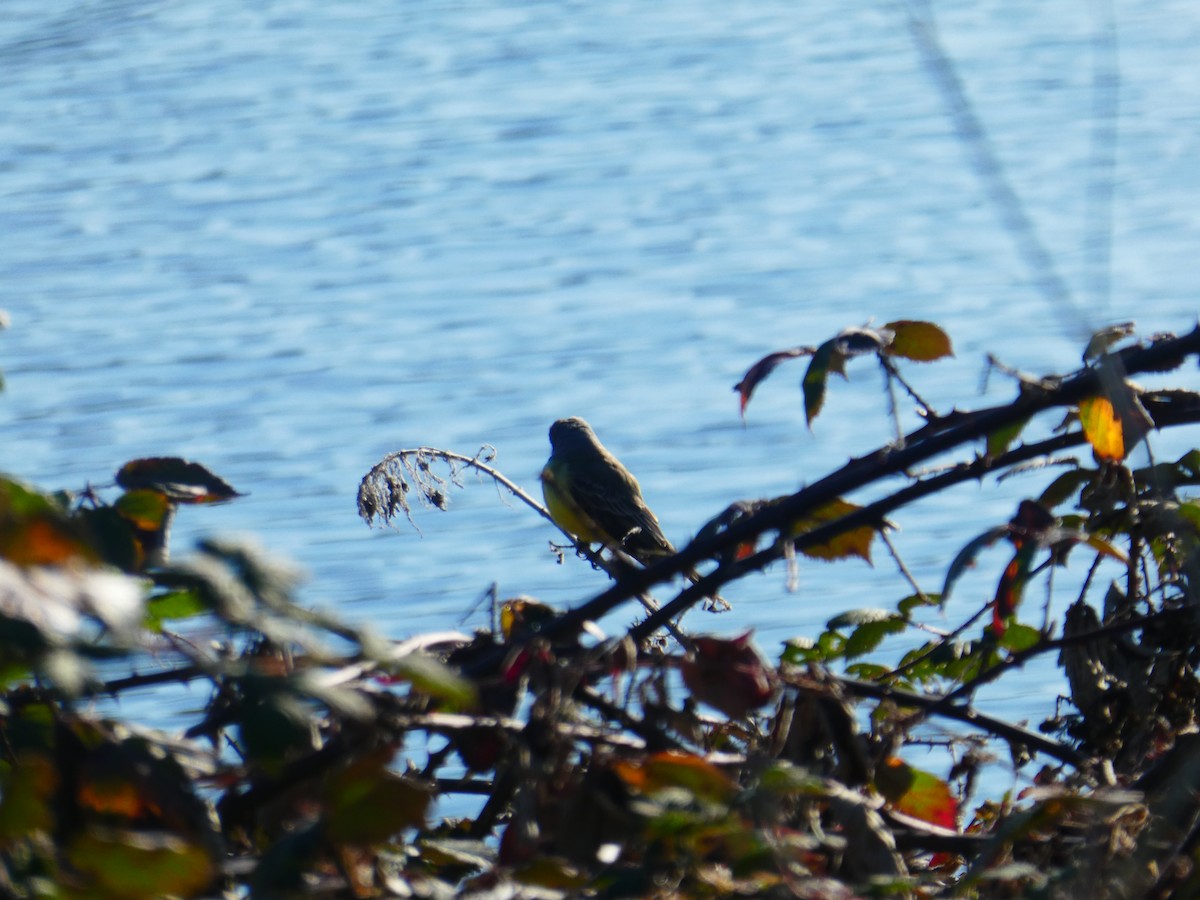 Tropical Kingbird - ML410686541