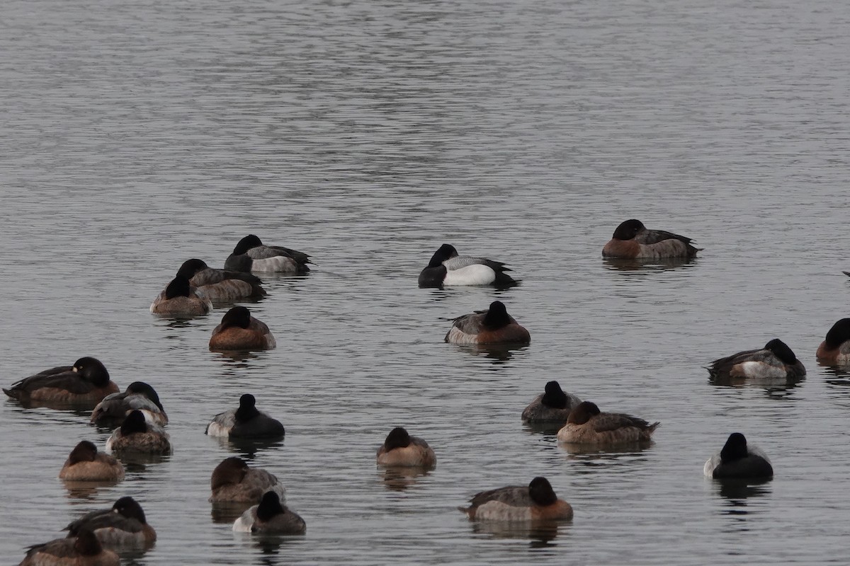 Greater Scaup - ML410686631