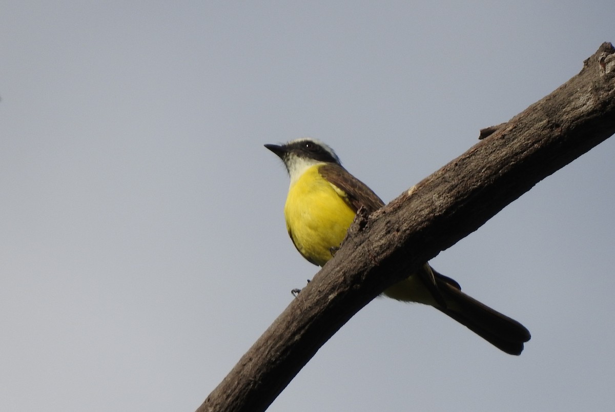 Social Flycatcher (Vermilion-crowned) - ML410687841