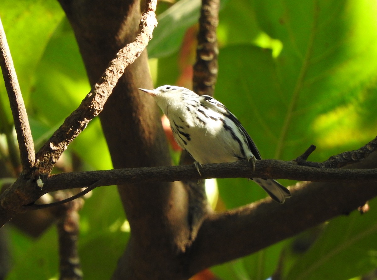 Black-and-white Warbler - Anuar López