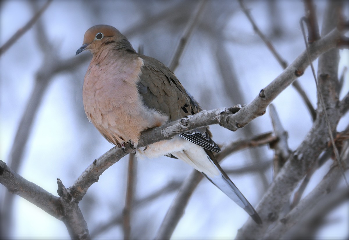 Mourning Dove - jean pierre machet