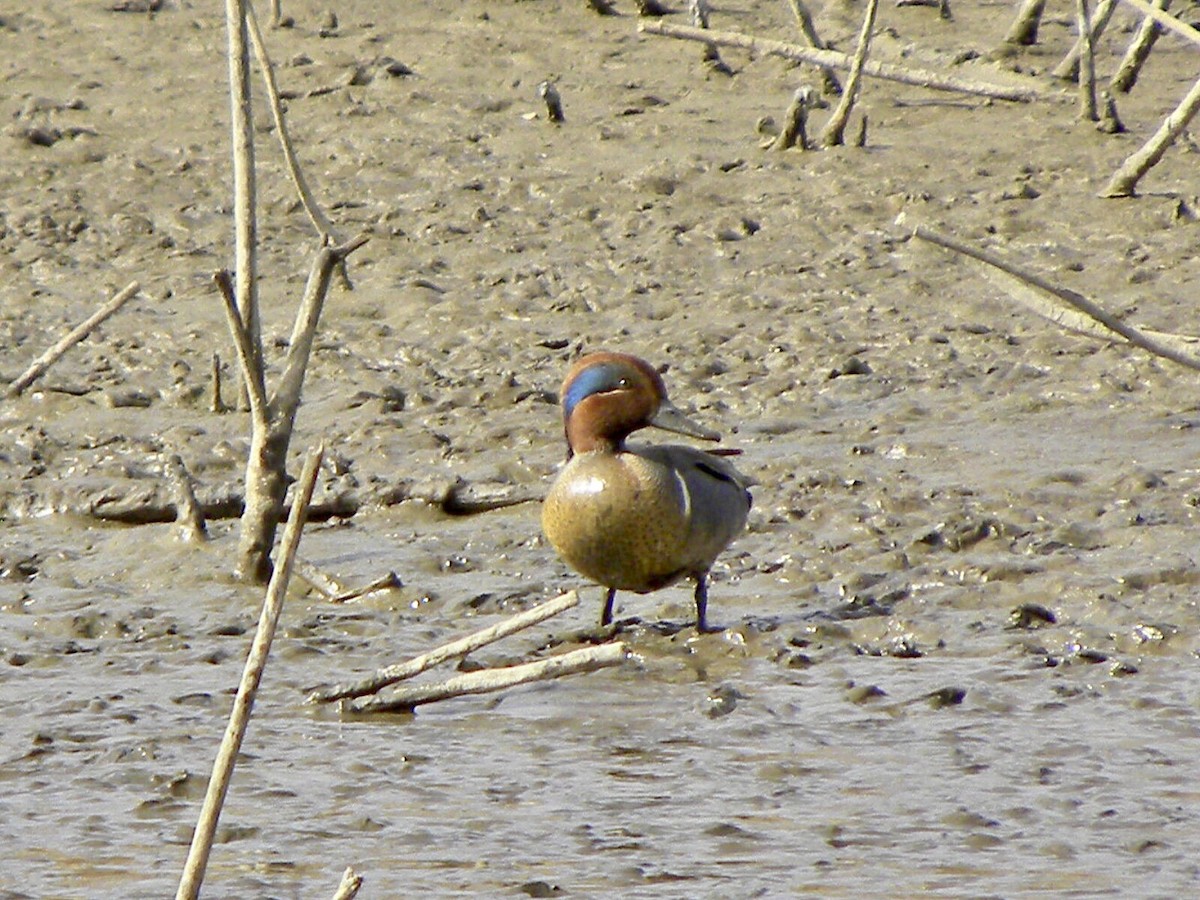 Green-winged Teal - ML410688561