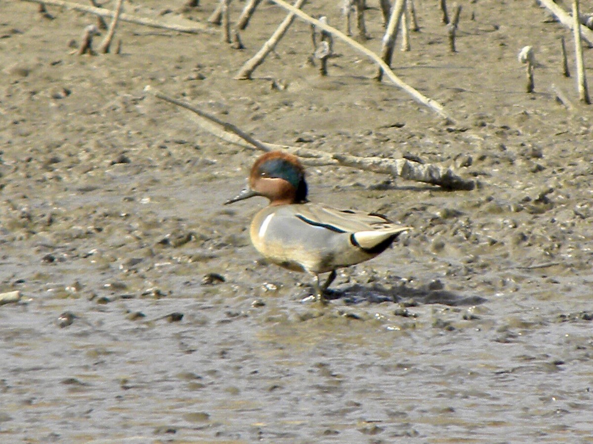 Green-winged Teal - ML410688571