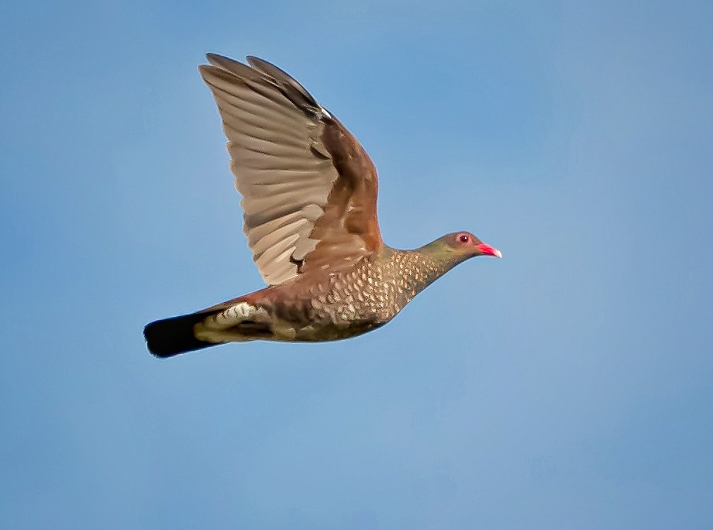 Scaled Pigeon - ML410688791