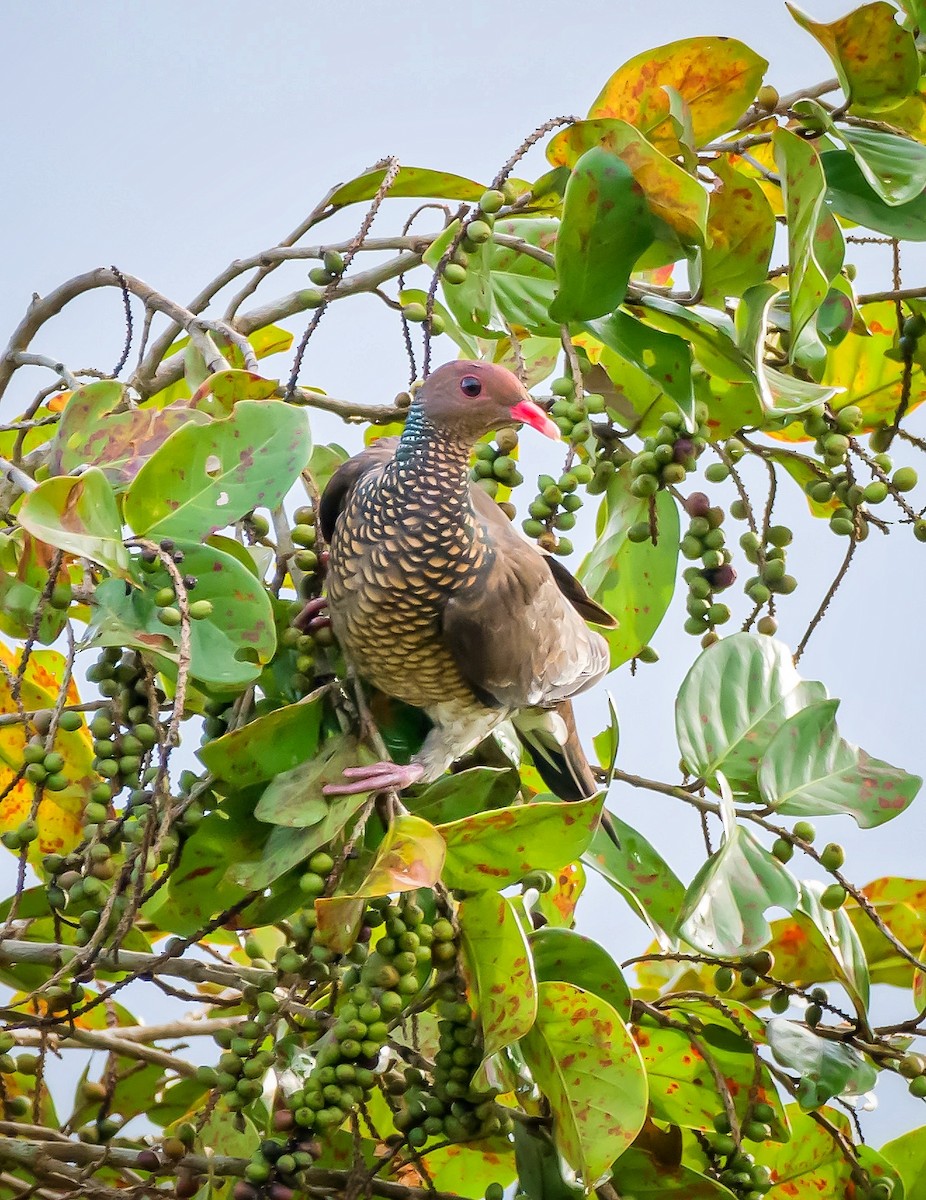 Scaled Pigeon - ML410688811