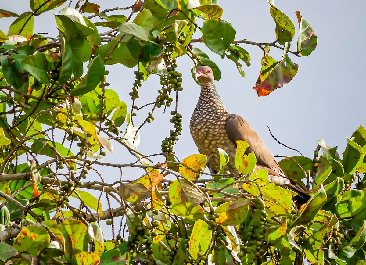 Scaled Pigeon - ML410688831