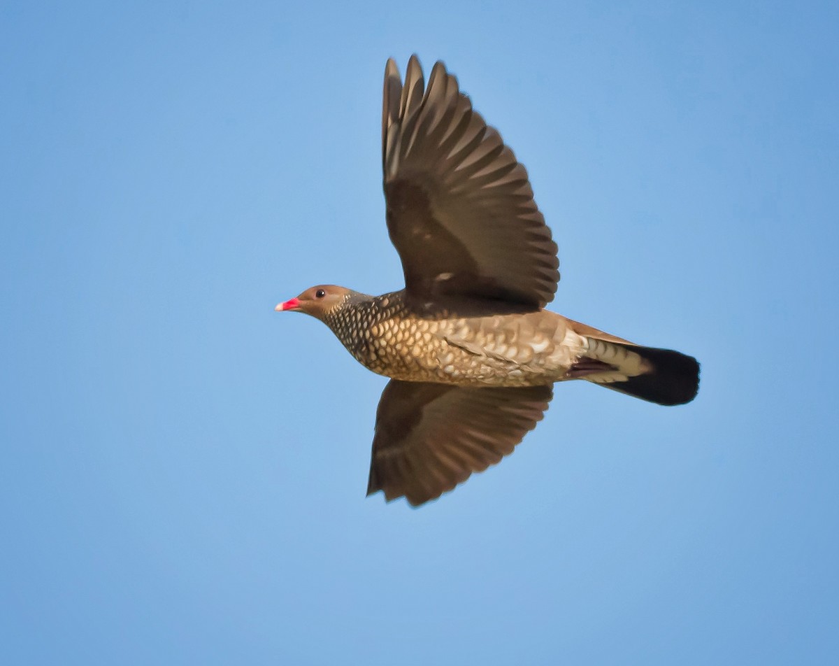 Scaled Pigeon - ML410688851