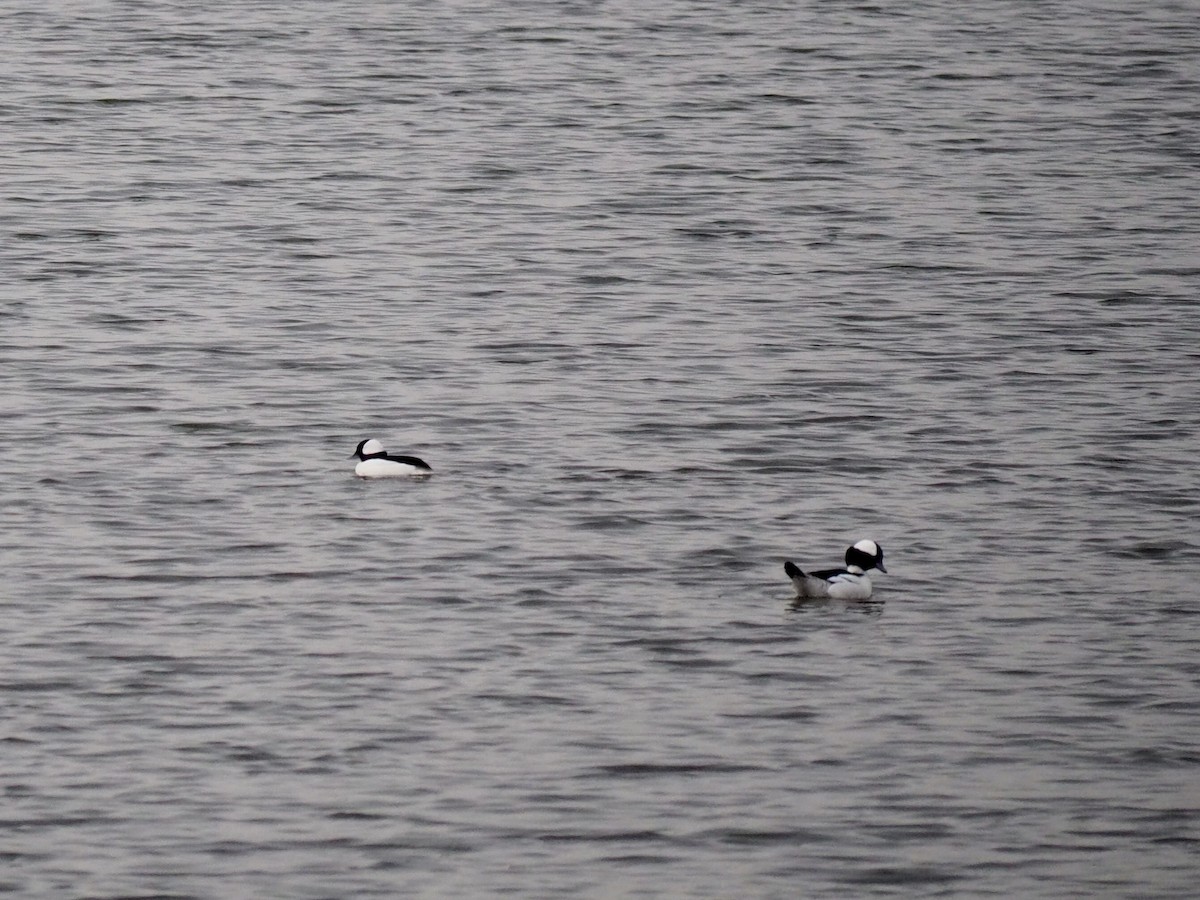 Bufflehead - ML410689041