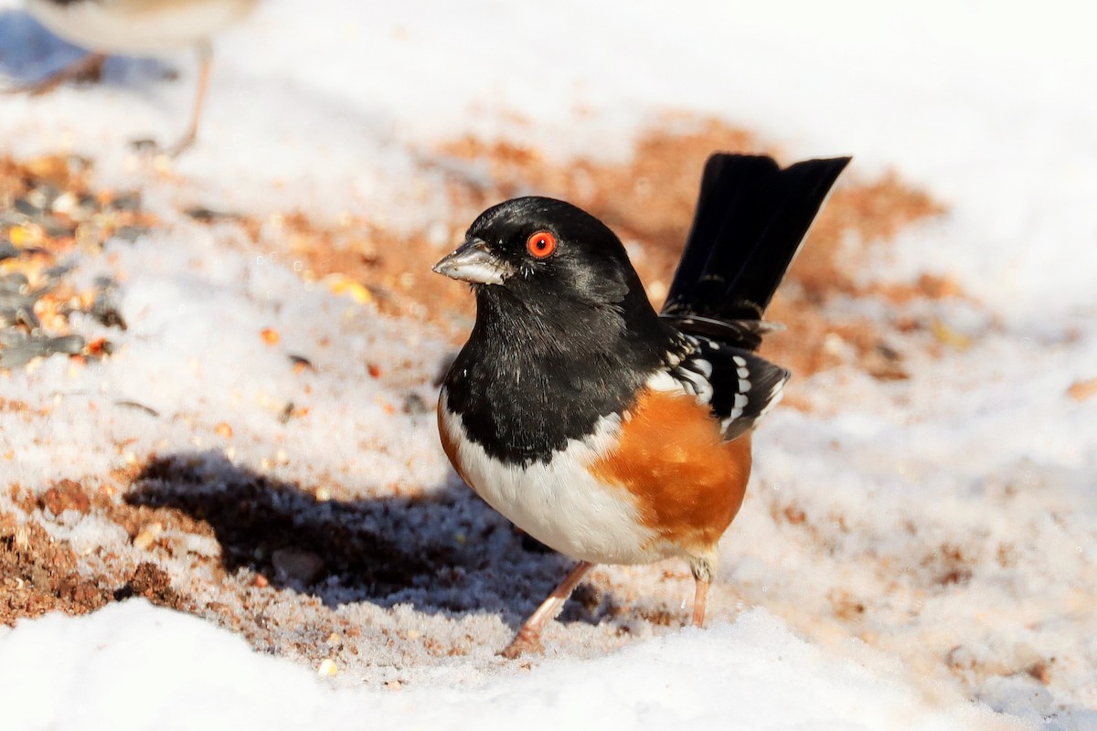 Spotted Towhee - ML410689761