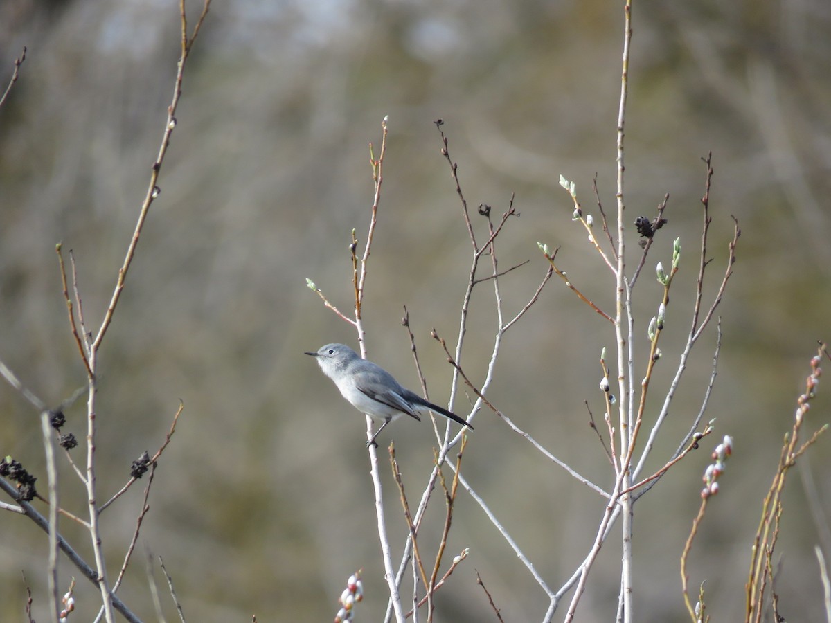 Blue-gray Gnatcatcher - ML410689841