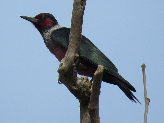 Lewis's Woodpecker - ML410690051