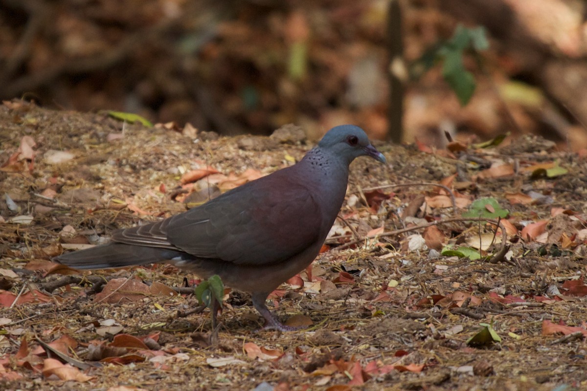 Pigeon de Madagascar - ML410690371