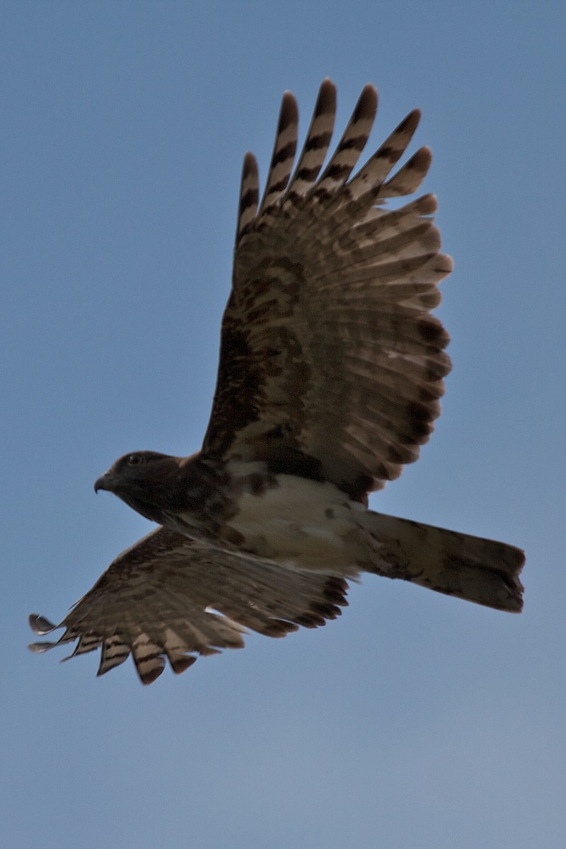 Madagascar Cuckoo-Hawk - ML410690521