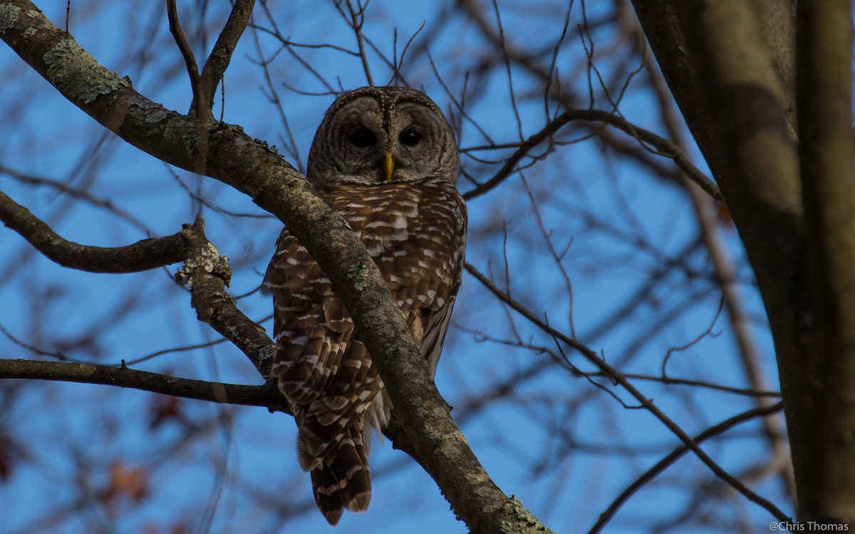 Barred Owl - ML41069081