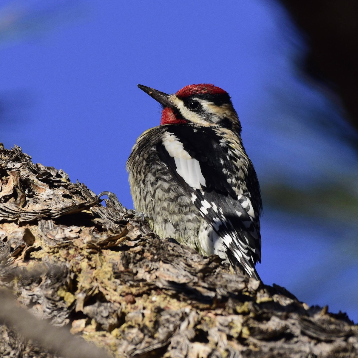 Yellow-bellied Sapsucker - David de Rivera Tønnessen