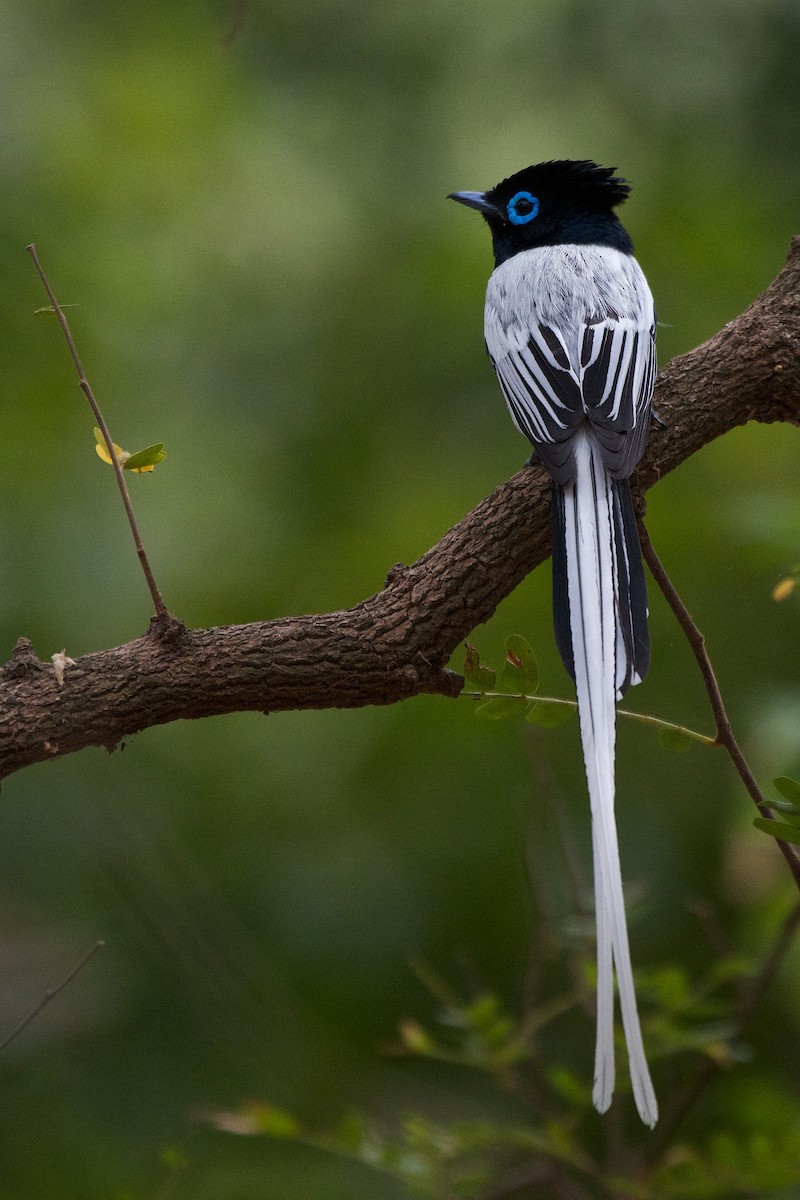 Malagasy Paradise-Flycatcher (Malagasy) - ML410691091