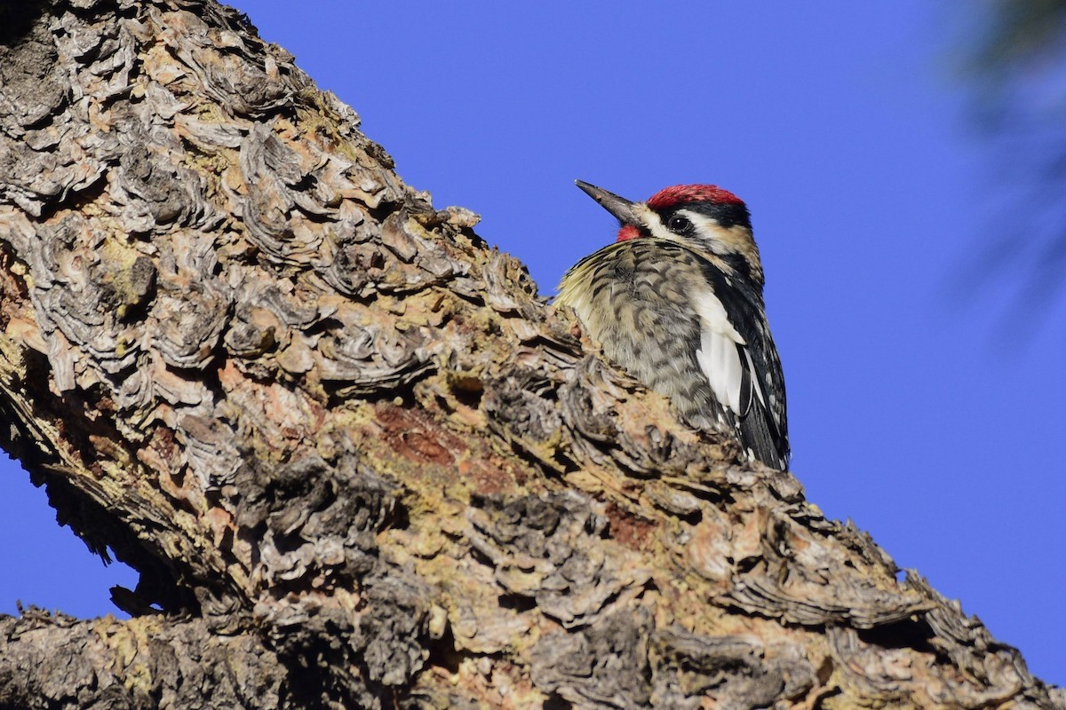 Yellow-bellied Sapsucker - David de Rivera Tønnessen